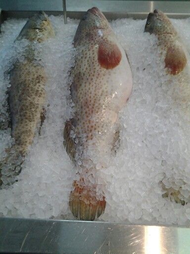 Hamour (Reef Cod/Kalava)