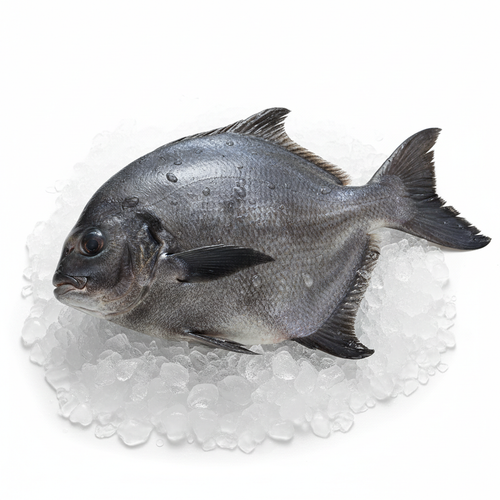 Black Pomfret